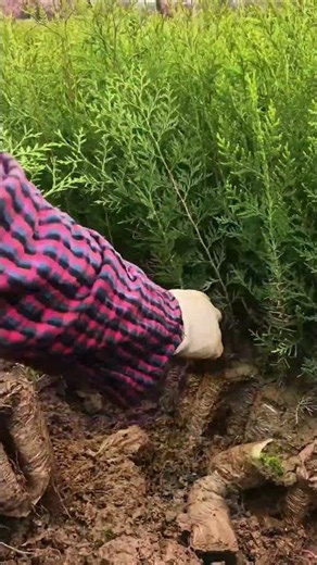 Hand Harvesting Young Arborvitae Saplings From Wet Nursery Soil For Landscaping & Reforestation