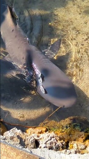 これ何？！【黒島研究所】レモンザメの体に現れたこれは一体.. #shark #shorts #サメ