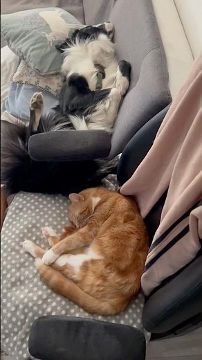 Why do birds suddenly appear every time you are near? 🥰