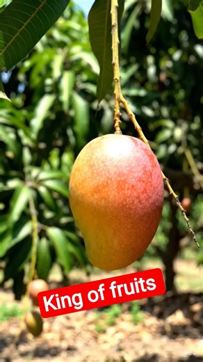 King of Fruits 🥭 Fresh Red Mangoes Hanging on the Tree 🌿 #mango #redmango #fruitlover #youtubeShorts