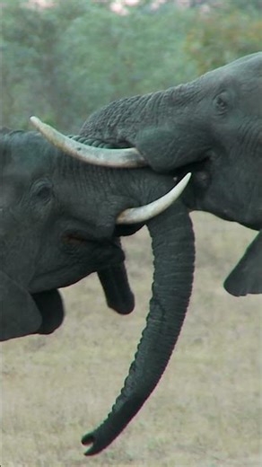 4 datos emocionantes sobre los elefantes. 🐘💙 | #DíaMundialDelElefante #Shorts