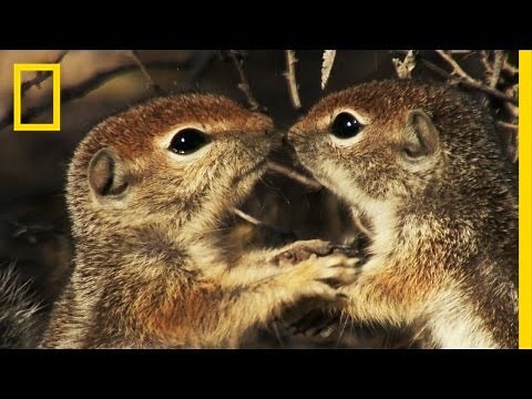 Squirrels Just Wanna Have Fun | America's National Parks