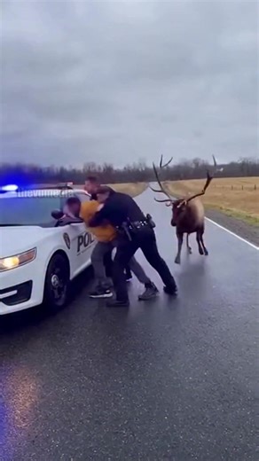 Shocking Bodycam Footage: Elk Attacks Officers During High-Stakes Arrest Jasper, Alberta – October 15, 2025 A routine arrest for a fleeing suspect took a surreal and violent turn when a massive bull elk intervened in the middle of a rural road. Two officers had pinned a suspect against their cruiser when the 700-pound animal charged without warning. The elk slammed into the officers, knocking them off the suspect and initiating a life-or-death struggle. Dashcam footage shows one brave officer gr