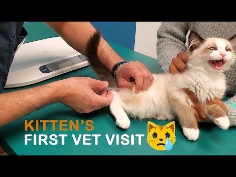 Ragdoll Kitten's First Vet Visit | Vlog #2