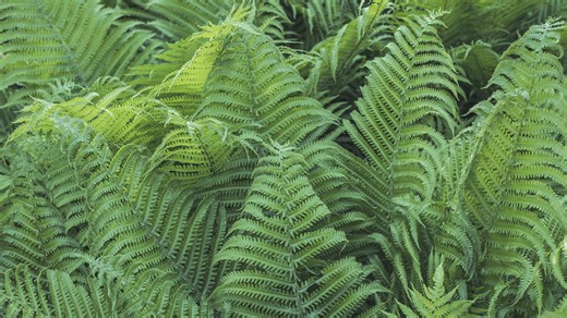 9 gardening tips for growing a lush fern garden