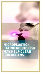 Go fish! 🌊🤖🐟 Soft in the hand and just 1.3cm in size, these Chinese fish bots can suck up #microplastics from polluted water. And it's an innovation the robot's inventors hope may eventually be used to help clean our polluted oceans.👇 | CGTNEurope