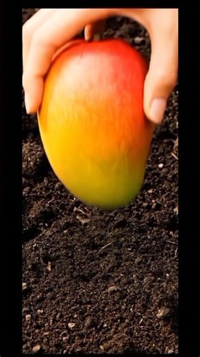 Mango growth from seed to fruit #mango #healthyeating #shortsfeed #english #fountainofknowledgemi