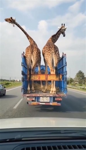 Two giraffes on a truck… and one bridge too low 😱🦒 #ViralShorts #WildReactions | Judy