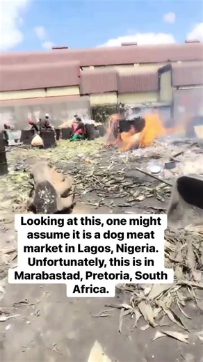 South Africans BEG DA To FIX Home Affairs 🇿🇦