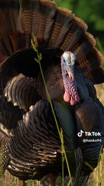 Spring Turkey Hunting Tips for Enthusiasts