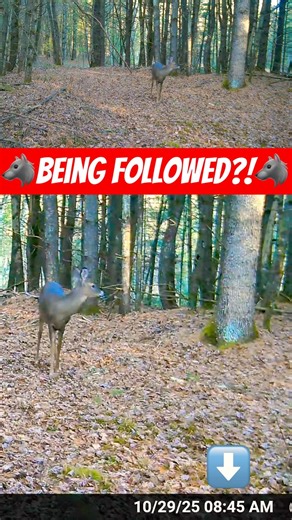 Was This Wolf Tracking The Fawn?
