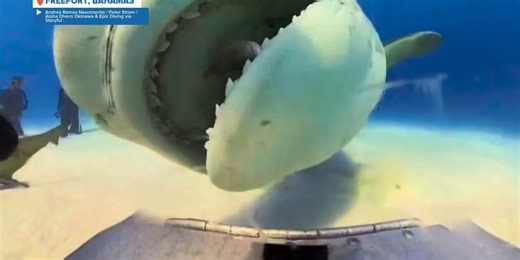 Diver describes crazy, viral moment tiger shark ate rolling camera in the Bahamas