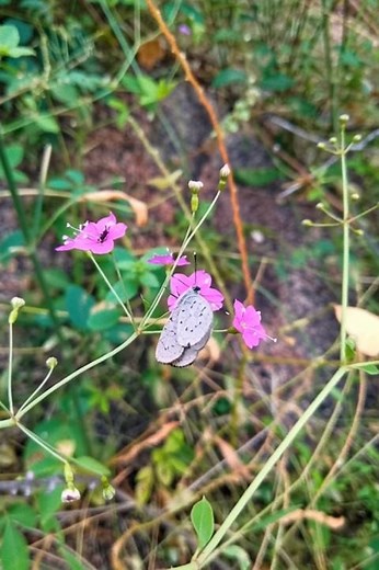 Nature | Pollinator | Plant and Pollinator interaction