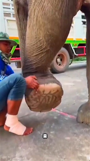 😱 Deeply Stuck Nail Caused Elephant Terrible Pain 🐘