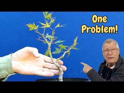 Japanese Maple Bonsai: The Cuts That Change Everything 🍁