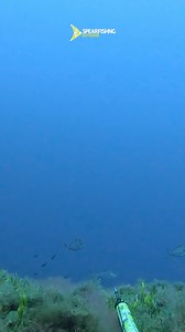 Amberjack in Capri 🐟 | Spearfishing_Extreme