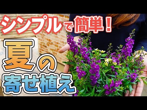【夏の寄せ植え】シンプルが1番合う！夏に元気に咲く簡単寄せ植えをご紹介♪【初心者向け】【ガーデニング】【園芸チャンネル】