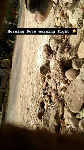 🌞morning Dove morning fight, Beautiful village morning Vibes #funny#love #biglaughs#nature#cutebirds
