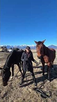 Horse Yielding Explained: The SECRET to Positive Reinforcement #shorts