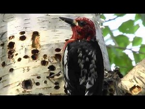 yellow-bellied sapsucker