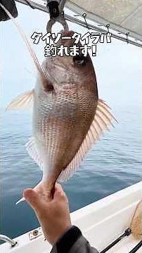 [Shocking] Can you catch sea bream with a 100-yen Tai Rubber lure from Daiso? We put it to the te...
