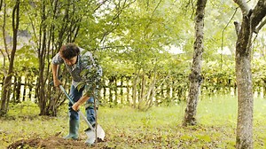 Free stock video - Portrait of a farmer planting a tree. he uses the spade to put soil onto the roots. blurred background