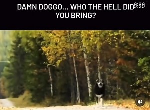 702K views · 7.1K reactions | RUN | BusyWild | Facebook