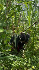 874K views · 23K reactions | Dogs chase 藍藍 | Odogwucomics | Facebook