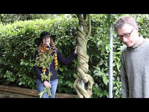 Wisteria question time