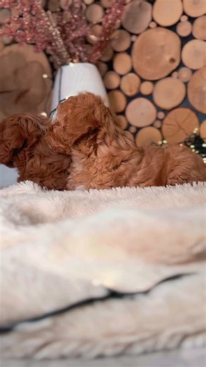 Curious eyes, gentle moments 🐾 These Cavapoo puppies are taking in the world one look at a time. We currently have two male Cavapoos available, hypoallergenic and low to non-shedding, with an estimated adult weight of 18–20 lbs. They are well-socialized through daily handling, playtime, and gentle exposure to new environments. Each puppy is vet checked, dewormed (internal & external), and comes with their first set of vaccinations, along with a health guarantee and continued support for their n