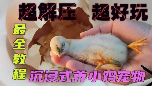 万物皆可养之动物_沉浸式养小鸡鸡宝宝以为我的手是妈妈兄妹互怼太搞笑太解压了