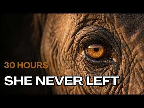 Do Elephants Grieve? | The Elephant That Came Back to Say Goodbye