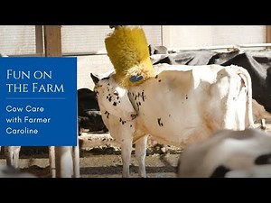 Fun on the Farm | Cow Care with Farmer Caroline
