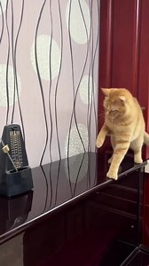 🐱🎵 Cat vs. Metronome: Caption this purrfect encounter! 🤣 The wittiest caption wins a 30-day free membership trial with unlimited access to DrumChannel.com 🥁 No wrong answers! Are you up for the challenge? 🤘 #CaptionContest #DrumChannel #Drumming #CatVsMetronome (International contest with no age limit, anyone can enter! Contest is in no way endorsed or sponsored by Facebook. Contest will be closed at 11:59pm PT 8/8. Winner announced on 8/9. Good luck!) | Drum Channel