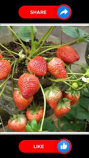 Strawberries Farming 👍🆕 | Small Vegetable Garden