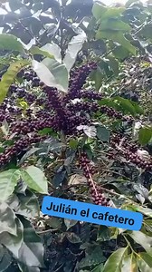 Cómo lo ven ustedes 🤠 #cafe #palas #cogeneration #viralchallenge | Julian el Cafetero del Huila