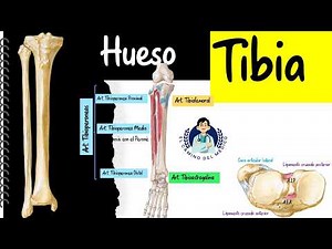 Tibia Bone - Easy and educational