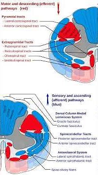 Spinal Cord Tracts Anatomy USMLE Step 1 Review Medical Student Education Neuroanatomy High Yield