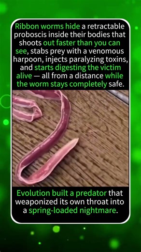 THE WORM THAT HIDES A SPEAR INSIDE ITS FACE