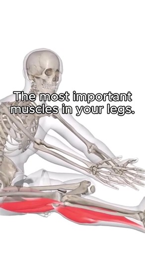 Did you know only 3 muscles control most of your lower-body movement? #movementcoaching #fitness