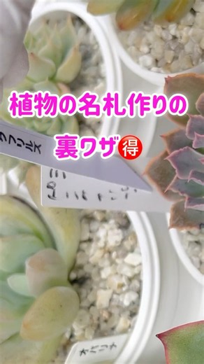 🪴📛🉐植物の名札作り 裏ワザ🉐📛🪴🐣 #多肉植物 #plants #succulent