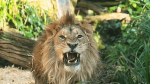 Male Lion His Enclosure Zoo Stock Footage Video (100% Royalty-free) 1035990092 | Shutterstock