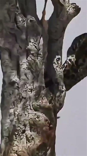 Hunter vs. Leopard: The Tense Standoff.हंटर बनाम लेपर्ड: तनावपूर्ण गतिरोध