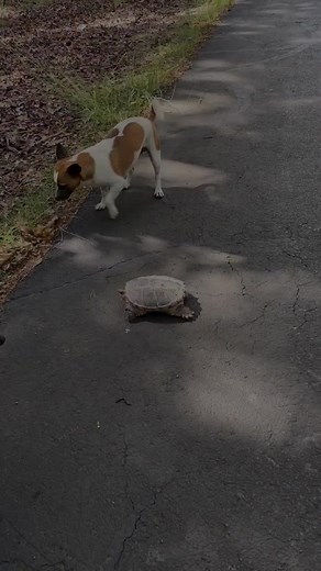 Dog Recovers After Turtle Bite – A Must-See Edit