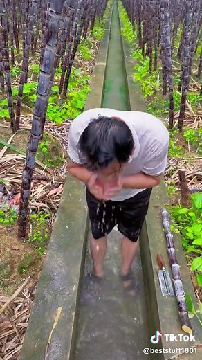 Sugarcane Farming Techniques and Harvesting Practices