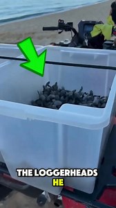 This man built an amazing system in sheep farming _ #viral #reel #fypシ゚ #tips #trendingreel #foryouシ #viralreel #grow #facts #trendingvideo #trend #reelschallenge | Animal World