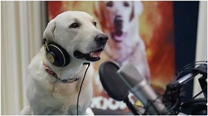 ರೆಕಾರ್ಡಿಂಗ್ ಮೈಕ್ ಎದುರು ಕುಳಿತು ಡಬ್ ಮಾಡಿದ ಶ್ವಾನ