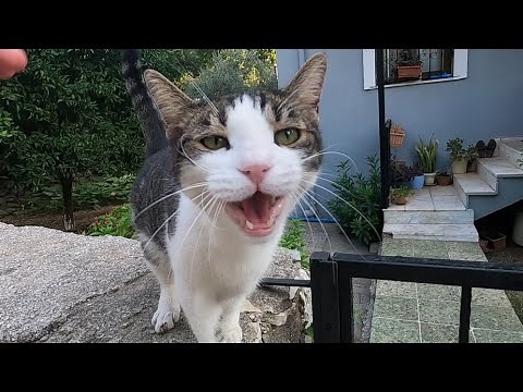 Cat meowing in different sounds is unbelievably cute
