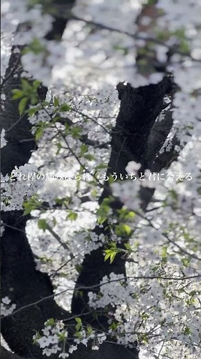 One more time, One more chance / 山崎まさよし