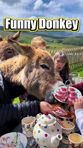 Funny Donkey Moments That Will Make You Laugh
